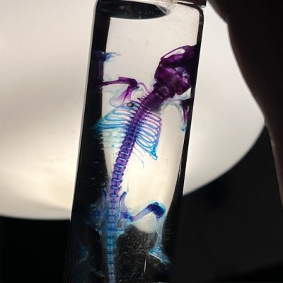 Diaphanization of a mouse - Mus musculus