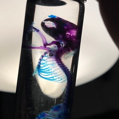 Diaphanization of a mouse - Mus musculus