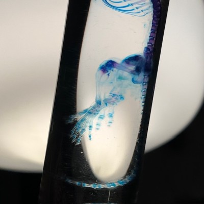 Diaphanization of a mouse - Mus musculus