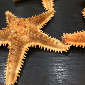 jungle starfish
