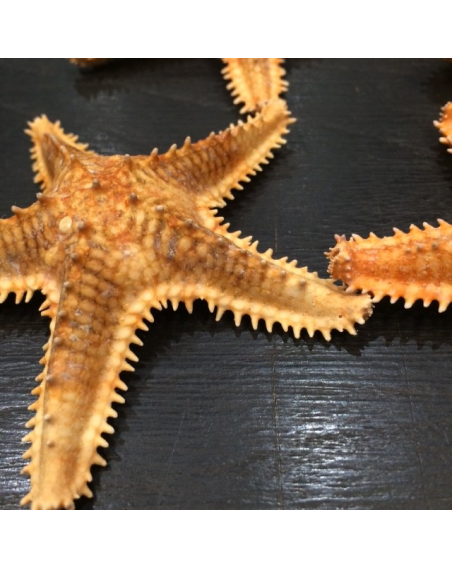 jungle starfish