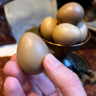 Oeuf de faisan - Naturel et vidé - 4cm