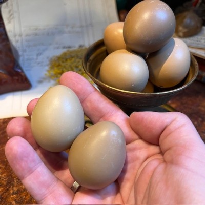 Oeuf de faisan - Naturel et vidé - 4cm