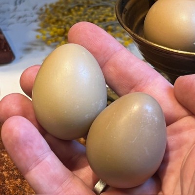 Oeuf de faisan - Naturel et vidé - 4cm