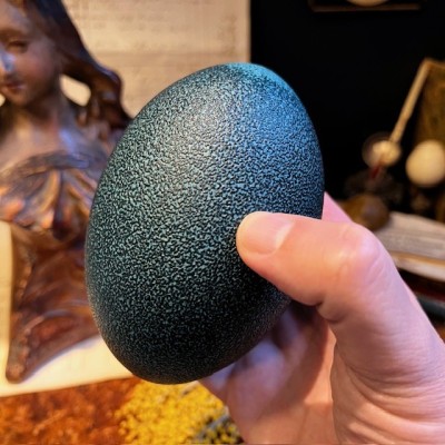Emú egg - Size M - Emú - EMPTY and pierced egg - 10/11cm