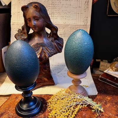 Emú egg - Size M - Emú - EMPTY and pierced egg - 10/11cm