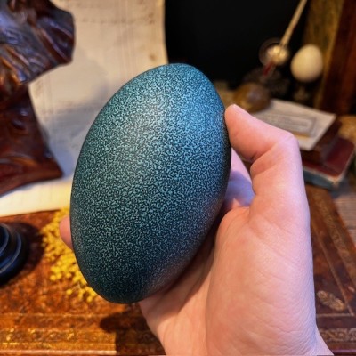 Oeuf d'émeu - Taille M - Emeu - Oeuf VIDE et percé - 10/11cm