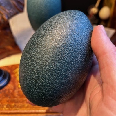 Oeuf d'émeu - Taille M - Emeu - Oeuf VIDE et percé - 10/11cm