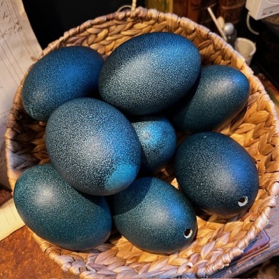 Emú egg - Size M - Emú - EMPTY and pierced egg - 10/11cm