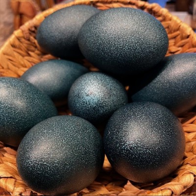 Emú egg - Size M - Emú - EMPTY and pierced egg - 10/11cm