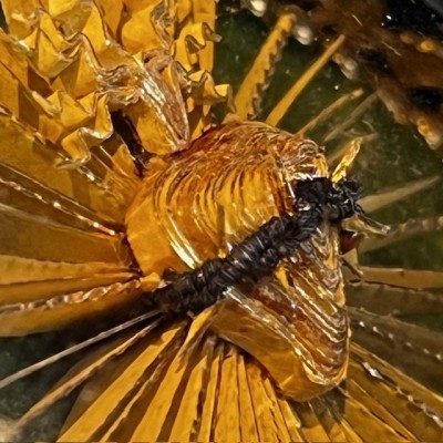 Paper quilling reliquary - Napoleon III oval frame - 19th century