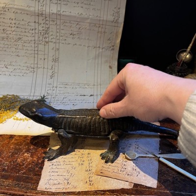 Salamandre - Mâche-bouchon de pharmacie en bronze - XIXème siècle