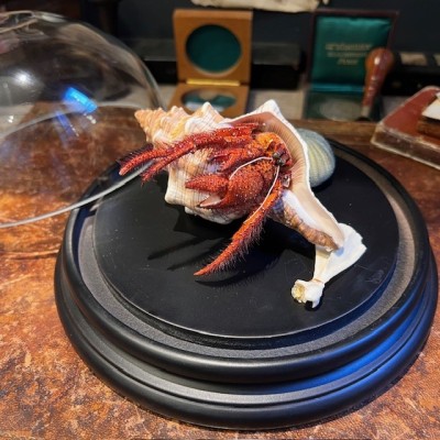 Bernard L'hermite dans sa coquille sous globe - Dardanus megistos
