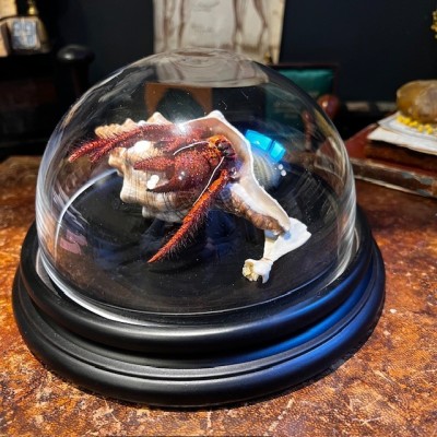 Bernard L'hermite dans sa coquille sous globe - Dardanus megistos