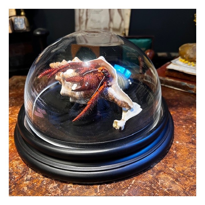 Bernard L'hermite dans sa coquille sous globe - Dardanus megistos