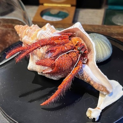 Hermit crab in it's shell under glass bell jar - Dardanus megistos