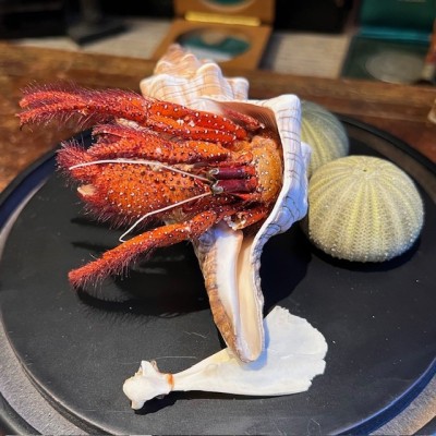 Bernard L'hermite dans sa coquille sous globe - Dardanus megistos