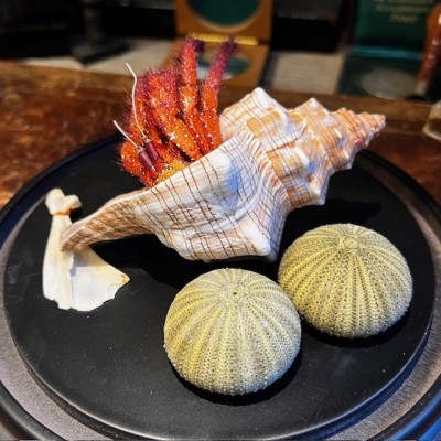 Hermit crab in it's shell under glass bell jar - Dardanus megistos