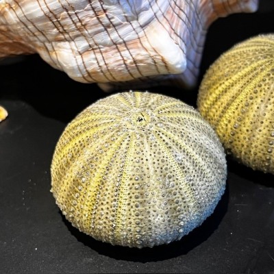 Hermit crab in it's shell under glass bell jar - Dardanus megistos