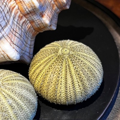 Bernard L'hermite dans sa coquille sous globe - Dardanus megistos