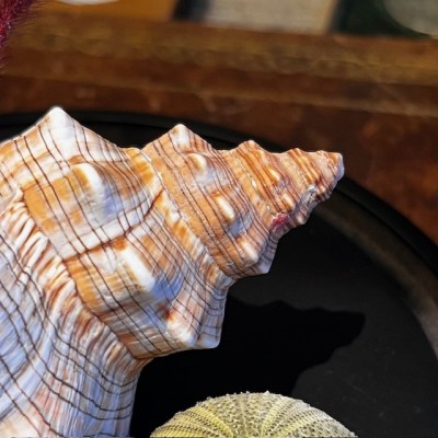 Hermit crab in it's shell under glass bell jar - Dardanus megistos