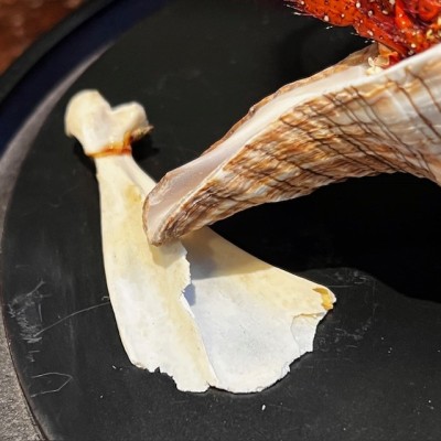 Bernard L'hermite dans sa coquille sous globe - Dardanus megistos