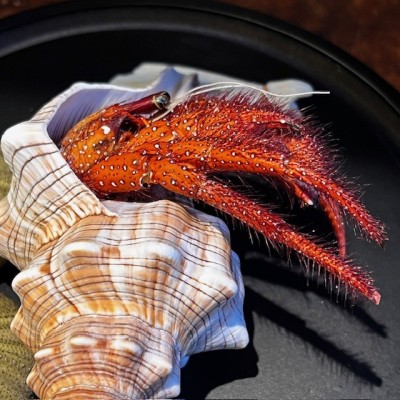 Bernard L'hermite dans sa coquille sous globe - Dardanus megistos