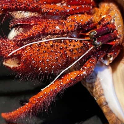 Hermit crab in it's shell under glass bell jar - Dardanus megistos