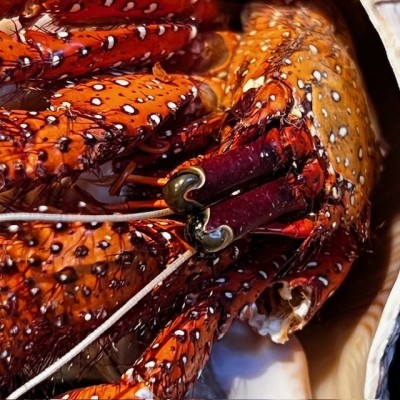 Hermit crab in it's shell under glass bell jar - Dardanus megistos