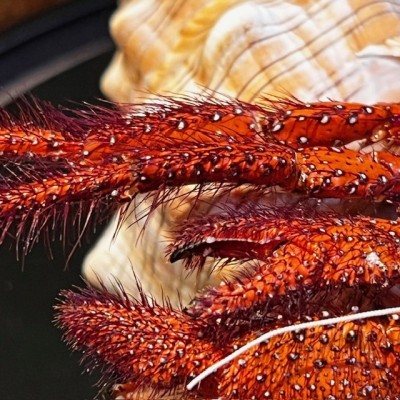 Bernard L'hermite dans sa coquille sous globe - Dardanus megistos