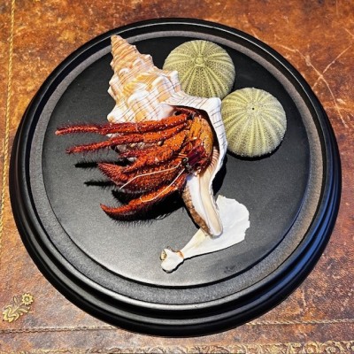 Hermit crab in it's shell under glass bell jar - Dardanus megistos