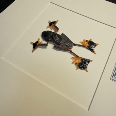 Grenouille arboricole - Rhacophorus reinwardtii - Grenouille volante