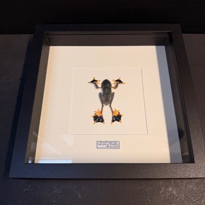 Tree frog - Rhacophorus reinwardtii - Flying frog under frame