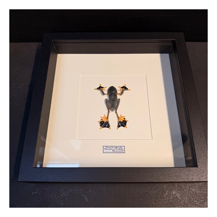 Tree frog - Rhacophorus reinwardtii - Flying frog under frame