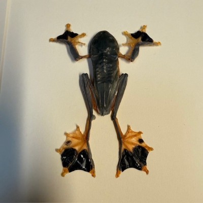 Tree frog - Rhacophorus reinwardtii - Flying frog under frame