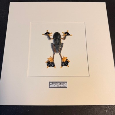 Tree frog - Rhacophorus reinwardtii - Flying frog under frame