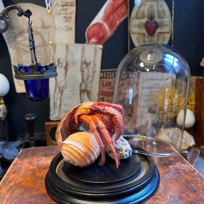 Bernard L'hermite dans sa coquille sous globe - Dardanus megistos