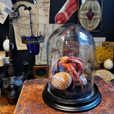 Hermit crab in it's shell under glass bell jar - Dardanus megistos