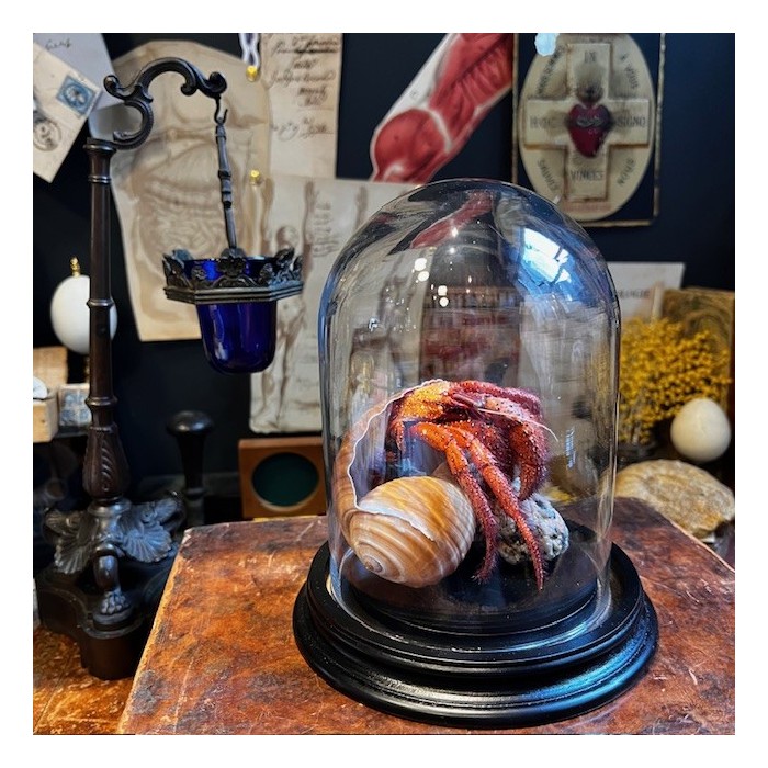 Hermit crab in it's shell under glass bell jar - Dardanus megistos