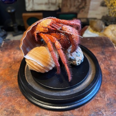 Hermit crab in it's shell under glass bell jar - Dardanus megistos