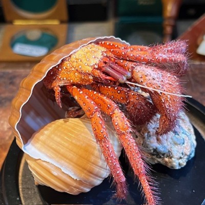 Bernard L'hermite dans sa coquille sous globe - Dardanus megistos