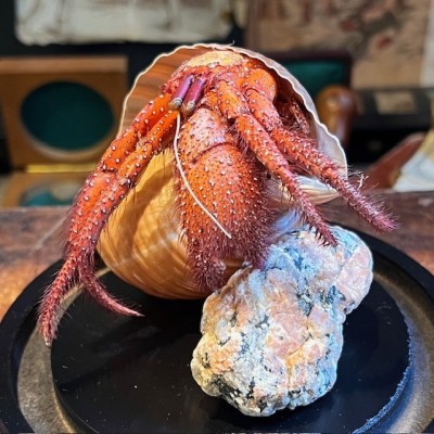 Hermit crab in it's shell under glass bell jar - Dardanus megistos