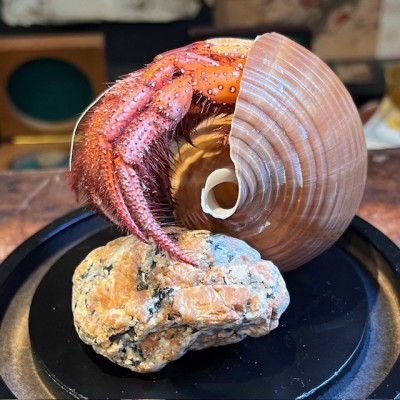 Hermit crab in it's shell under glass bell jar - Dardanus megistos