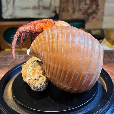 Bernard L'hermite dans sa coquille sous globe - Dardanus megistos