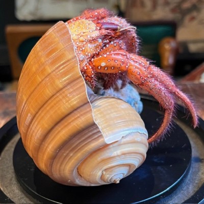 Hermit crab in it's shell under glass bell jar - Dardanus megistos