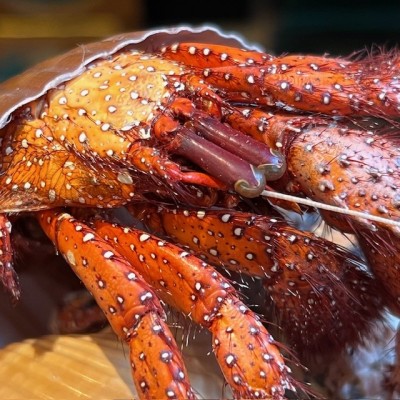 Bernard L'hermite dans sa coquille sous globe - Dardanus megistos