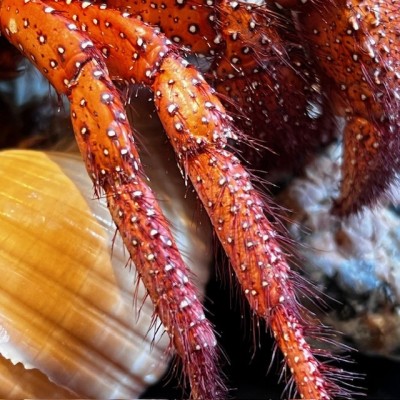 Hermit crab in it's shell under glass bell jar - Dardanus megistos