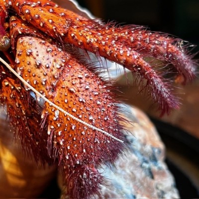 Bernard L'hermite dans sa coquille sous globe - Dardanus megistos