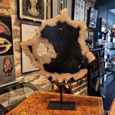 Tranche de bois fossile - Bois pétrifié d'Indonésie