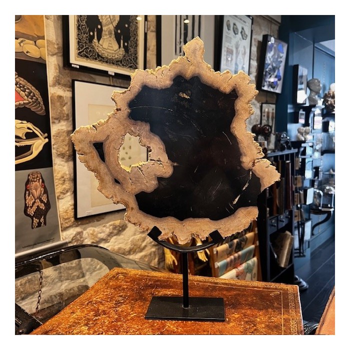 Tranche de bois fossile - Bois pétrifié d'Indonésie